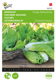 Cikorija - Sugarleaf - 3g