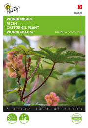 Plante d'huile de ricin - 5g