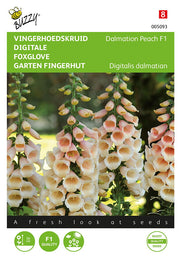 Digitalis - Pêche dalmate F1 - 25 graines