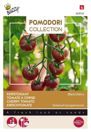 Tomate Cerise - Cerise Noire - 10 Graines
