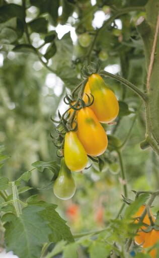 Tomate - Gelbe Birnenform - 0,5g